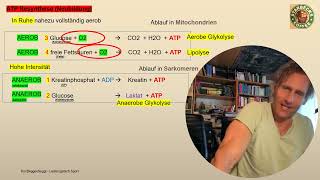 Abitur 2025 Sport Theorie im Schnelldurchlauf alle Basics in 50 Minuten  Notfallprogramm [upl. by Ahsilac889]