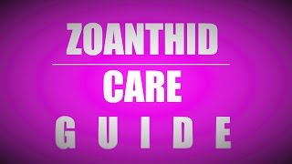 Zoanthid care guide beginners [upl. by Amirak]