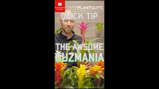 Guzmania🪴 one of the most colorful plants for your home🌺shorts [upl. by Feltie]