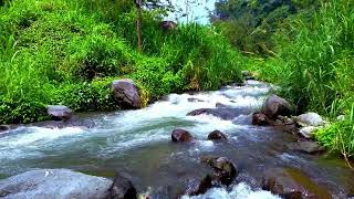 Water river scene for relaxing studying or insomnia aid  sleep  relax  enjoy life  ASMR [upl. by Kcitrap677]