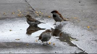 Le moineau Passereau  Le petit piaf [upl. by Aillil]