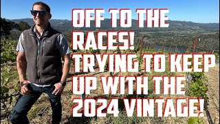 Napa Valleys 2024 Vintage is hard to keep up with [upl. by Nuawed]