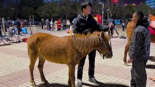 Novice outdoor training riding a small pony [upl. by Ainit]