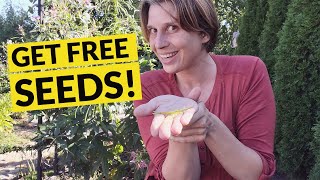 How to Harvest Cleome Seeds  Collect Spider Flower Seeds [upl. by Grider]