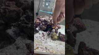 My MANTIS SHRIMP PUNCHED ME Hand feed FAIL [upl. by Herzel]