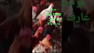 Golden Misri Poultry Farm In Pakistan  Desi Egg laying hens  Mian Poultry Farm [upl. by Frazer543]