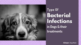 Type Of Bacterial Infections in Dogs amp their treatments [upl. by Haggi961]