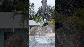 Seaworld Dolphin 🤍 seaworld seaworldorlando [upl. by Reg849]