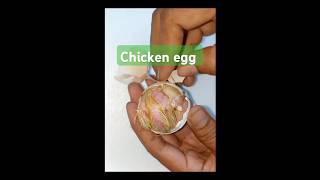 CHICKEN EGG HELPING HATCH chickenegg incubator chicken baby [upl. by Garnet]