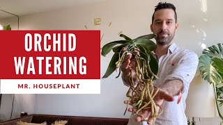 Orchid watering How to water an orchid properly amp not kill it [upl. by Torrell622]