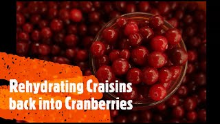 Rehydrating Cranberries [upl. by Nylodnew]