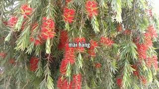 Callistemon plant [upl. by Annahtur]