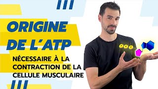 COURS DE TERMINALE SPÉCIALITÉ SVT CHAP17 ATP et CONTRACTION MUSCULAIRE [upl. by Hanikahs]