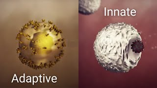 How your immune system works [upl. by Esinnej]