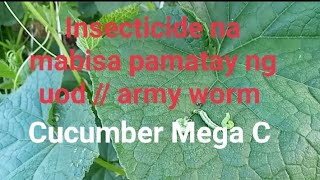 Insecticide pamatay ng uod  Army worm sa pipino MEGA C F1 CUCUMBER [upl. by Netsuj62]