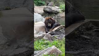 Chilling Bears at Bear Mountain bear bearmountain newyork usa shorts [upl. by Ahsropal]