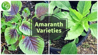 Unlock the Power of Amaranth Greens Complete Growing Guide  Explore Amaranthus Varieties [upl. by Cl]