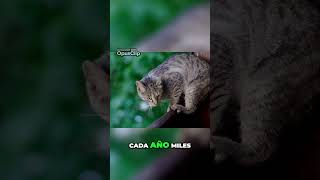 ¿Puede un gato cambiar tu vida Descubre la verdad gatosdomésticos [upl. by Gautea559]