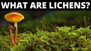 Do You Know What Are Lichens [upl. by Lody736]