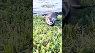 A man adopts a ferret and later makes a touching decision shorts [upl. by Edrock]