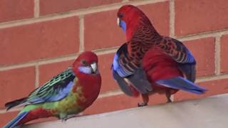 Rare hybrid Rosella hangs out with Crimson Rosella [upl. by Enaed]