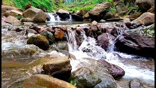 Forest River flowing in Early Morning  Relaxing River Sounds White Noise for Sleep Meditation [upl. by Adirehs137]