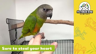 HandReared Senegal Parrot  Victorian Bird Co [upl. by Esinehs423]