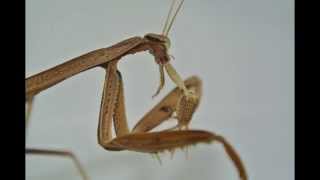 MANTIS SLOW MOTION ATTACK [upl. by Anoyk]