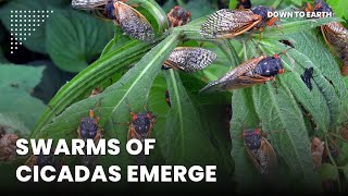 The emergence of cicadas in 2024 will rewire ecosystems [upl. by Yespmed248]