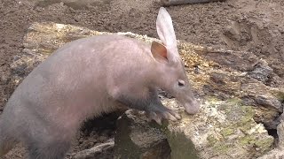 The Strange and Unusual But Kind Of Cute Aardvark [upl. by Fayina]