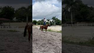 Definitely watch until the end 😍😍🤍 horse horses [upl. by Anitrak818]