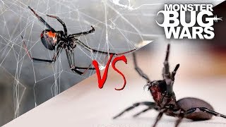 Spider vs Spider Showdowns 15  MONSTER BUG WARS [upl. by Leiser]