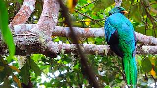 Near endemic whitetipped quetzal Pharomachrus fulgidus Dorado Lodge [upl. by Nunnery]