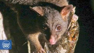 Marsupials monotremes amp eutherians  Australia [upl. by Narot]