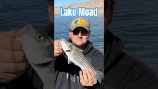 First Striped Bass On A Lure At Lake Mead CrankBait JerkBait StripedBass Striper LakeMead ￼ [upl. by Fahy728]