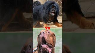 TIBETAN MASTIFF VS DOGO ARGENTINODOGO DE BORDEAUXROTTWEILERBULL TERRIER [upl. by Misty]