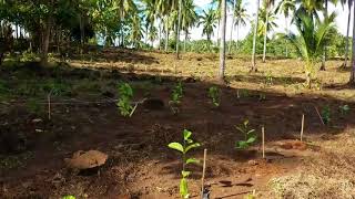 Coffee Planting [upl. by Portia412]