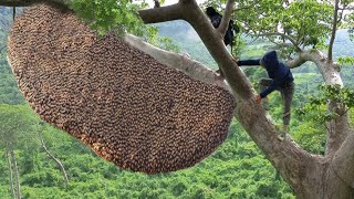 How I harvested wild honey from this scary tall tree [upl. by Lihkin]