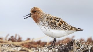 Spoonbilled Sandpiper Courtship [upl. by Analaj]