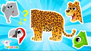 🐆 Aprendemos sobre la selva con el equipo Superzoo  Vídeo educativo [upl. by Miarhpe]