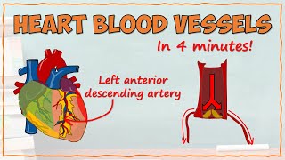 Blood Supply of the Heart [upl. by Naehs]