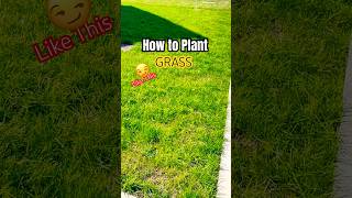 How to plant Grass diy lawncare shorts fall [upl. by Ronacin919]