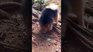 Adorable Pomeranian Steals the Show at the Dog Park hyderabadpetlovers [upl. by Matheson]