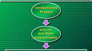 Der Nährwert von Proteinen  Vortrag [upl. by Annodal]