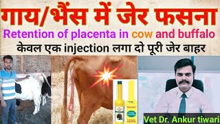 Retention of placenta in cow🐄 and buffalo🐃 [upl. by Joacimah657]