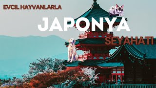 Evcil Hayvanlarla Japonya Seyahati [upl. by Kcinimod]