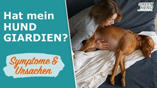 Giardien beim Hund  👉 Ursachen amp Symptome [upl. by Brill]