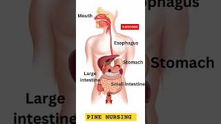 digestive system  digestive organs  digestive system part shorts anatomy [upl. by Roleat]