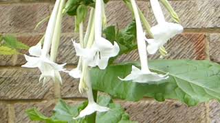 Flower  Tobacco  Nicotiana sylvestris  Nikótínplöntur  Tóbaksplöntur  Sumarblóm  Hvít blóm [upl. by Ecitnerp]