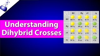 Dihybrid Genetic Cross [upl. by Nyrhtakyram503]